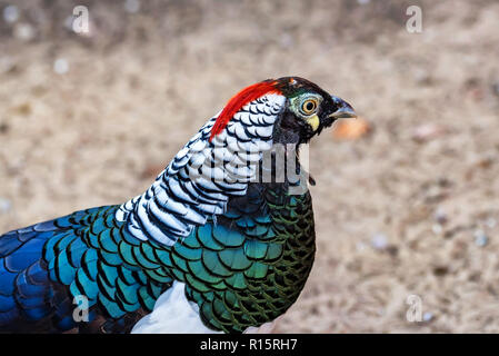 Vicino la bellissima Diamond fagiano o Chrysolophus amherstiae Foto Stock