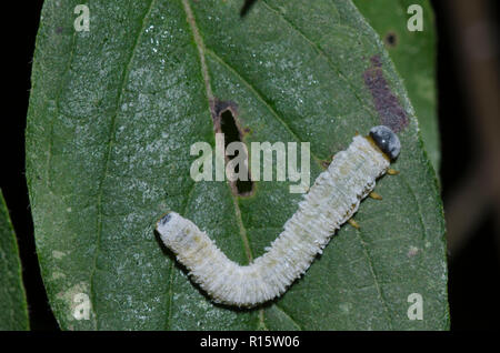 Sanguinello Sawfly, Macremphytus testaceus, larva su Roughleaf sanguinello, Cornus drummondii Foto Stock