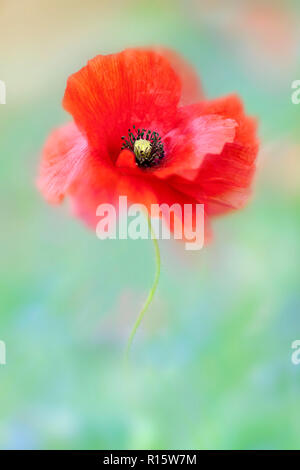 Close-up immagine del campo rosso papavero a volte è anche chiamato Common papavero, Fiandre papavero, di mais o di papavero appena papavero rosso sono tutte Papaver rhoeas. Foto Stock