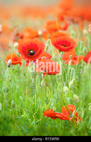 Close-up immagine del campo rosso papavero a volte è anche chiamato Common papavero, Fiandre papavero, di mais o di papavero appena papavero rosso sono tutte Papaver rhoeas. Foto Stock