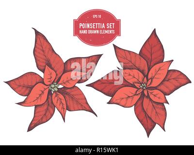 Vettore Collezione di disegnati a mano pionsettia Illustrazione Vettoriale
