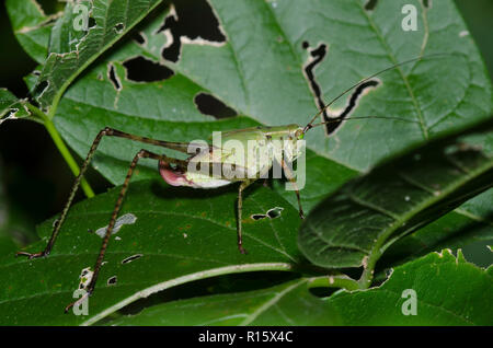 Forcella-tailed Bush Katydid, Scudderia furcata, ninfa femmina Foto Stock