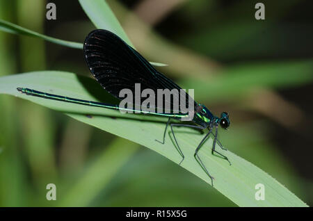 Ebano Jewelwing, Calopteryx maculata, maschio Foto Stock