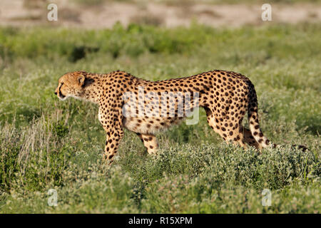 Un avviso ghepardo (Acinonyx jubatus) sulla caccia, il Parco Nazionale di Etosha, Namibia Foto Stock