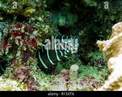 Zebra Murene nascosti nella barriera corallina - Kapalai, Borneo, Sabah, Malaysia Foto Stock