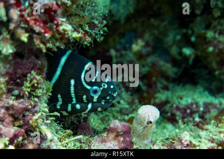 Zebra Murene nascosti nella barriera corallina - Kapalai, Borneo, Sabah, Malaysia Foto Stock