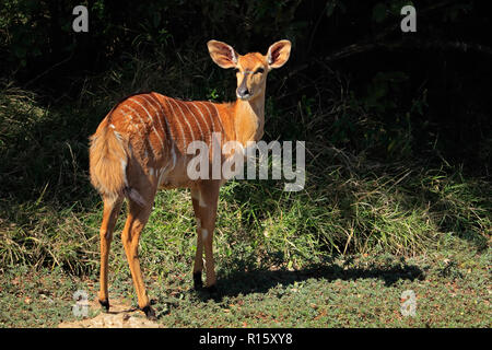 Femmina di antilope Nyala (Tragelaphus angasii), Mkuze Game Reserve, Sud Africa Foto Stock