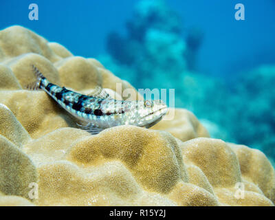 Lizardfish mostrando i denti - in appoggio sui coralli in Perhentian Islands, Malaysia Foto Stock