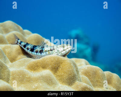 Lizardfish mostrando i denti - in appoggio sui coralli in Perhentian Islands, Malaysia Foto Stock