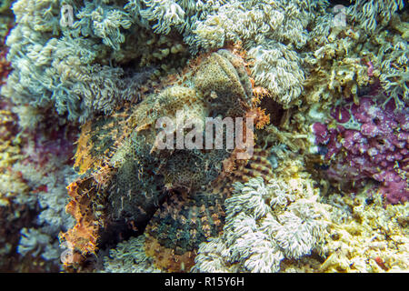 Mimetizzati Scorfani sulla barriera corallina - Moalboal, Cebu, Filippine Foto Stock