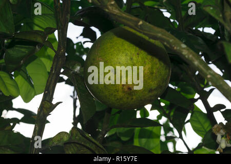 Immaturo pomelo verde frutti pendenti sulla struttura ad albero Foto Stock