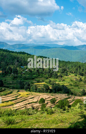 I campi di passo-passo in Bageswar - Himalaya Foto Stock