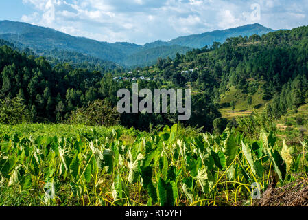I campi di passo-passo in Bageswar - Himalaya Foto Stock