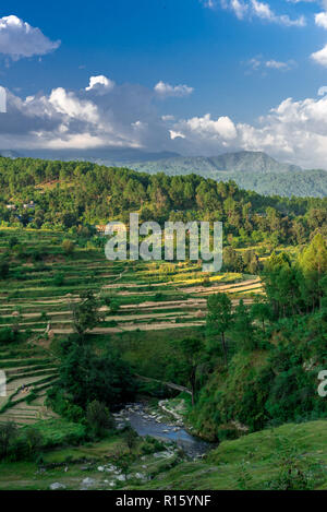 I campi di passo-passo in Bageswar - Himalaya Foto Stock