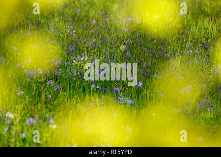 Beacon Hill Park con blue camas fioritura, Victoria, BC, Canada Foto Stock