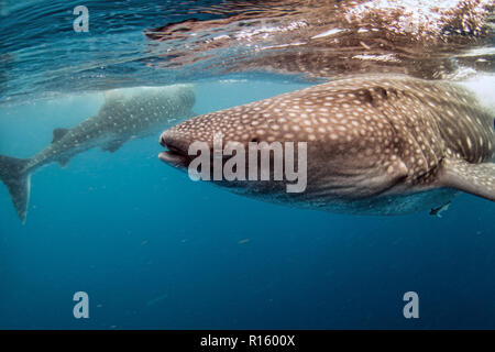 Gli squali balena alimentando in Cancun, Messico Foto Stock