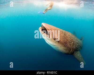 Squalo Balena Tours in Messico - Tourist nuotare con gli squali in Cancun, Isla Mujeres Foto Stock