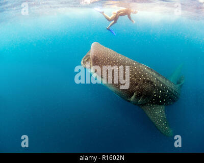 Squalo Balena Tours in Messico - Tourist nuotare con gli squali in Cancun, Isla Mujeres Foto Stock