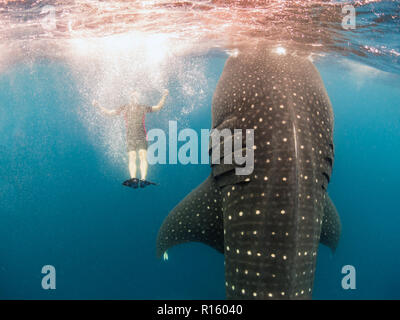 Squalo Balena Tours in Messico - Tourist nuotare con gli squali in Cancun, Isla Mujeres Foto Stock