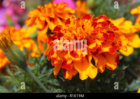 Close up di un luminoso orangeand rosso francese tagete (Tagetes patula), crescendo in un giardino con uno sfondo luminoso di fiori. Foto Stock