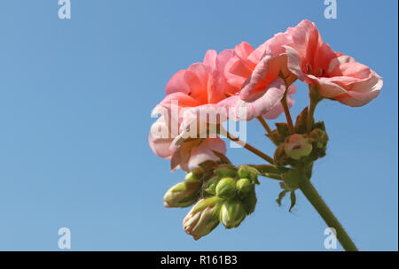 Una bella rosa pallido Pelargonium (geranio) fiore contro uno sfondo di cielo blu chiaro. Soleggiato su una giornata d'estate, con copia spazio. Foto Stock