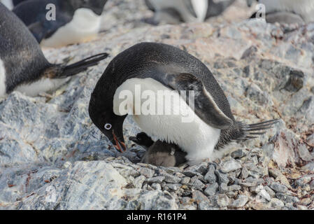Adelie penguin sulla spiaggia Foto Stock