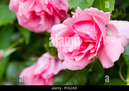 Gocce di pioggia su di una rosa colore rosa Foto Stock