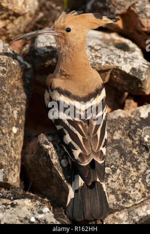 Eurasia Upupa o comuni o Upupa (Upupa epops), arroccato sulle rocce, ingresso al nido Foto Stock