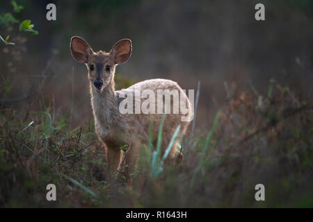 Un grigio Brocket Cervi da Pantanal del Nord, Brasile Foto Stock