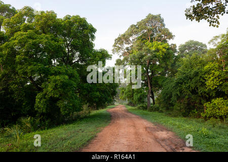 Una strada sterrata nel Pantanal del Nord, Brasile Foto Stock