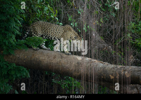 Una Jaguar cammina su un albero caduto nel Pantanal del Nord, Brasile Foto Stock