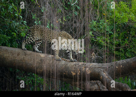 Una Jaguar cammina su un albero caduto nel Pantanal del Nord, Brasile Foto Stock