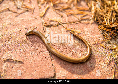 Blindworm europea su una strada Foto Stock