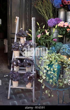 La colorata varietà di fiori venduti nel mercato di Londra. Foto Stock