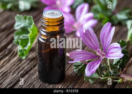 Una bottiglia di malva olio essenziale con un fresco e malva sylvestris impianto Foto Stock
