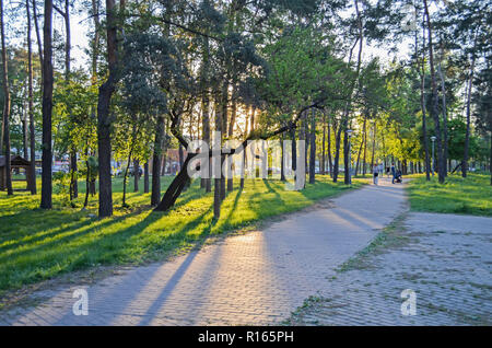Il tramonto sole splende splendidamente attraverso la struttura ad albero nel parco Foto Stock