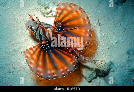 Zebra Leone (Dendrochirus zebra), diffondere le sue alette, Sipadan, Borneo Malaysia Foto Stock