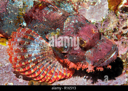 Bärtiger Drachenkopf (Scorpaenopsis oxycephala) Korallenriff im, Bali, Indonesien | Tassled scorfani (Scorpaenopsis oxycephala), Bali, Indonesia Foto Stock