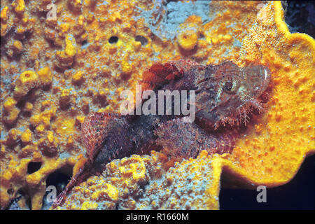 Tassled scorfani (Scorpaenopsis oxycephala), posa su un corallo, Bali, Indonesia Foto Stock