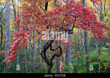 Un molto strano cercando ancora splendidamente albero colorato nel Parco Nazionale di Great Smoky Mountains Foto Stock