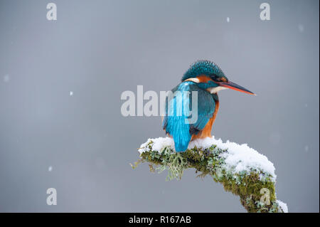 Kingfisher comune nella neve Foto Stock