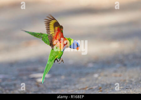 Rainbow lorikeet (Trichoglossus moluccanus), lo sbarco a terra, la spiaggia di ciottoli, Victoria, Australia Foto Stock