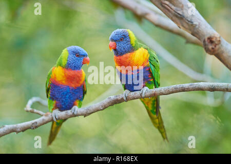 Rainbow parrocchetti (Trichoglossus moluccanus), seduto su un ramoscello, spiaggia di ciottoli, Victoria, Australia Foto Stock