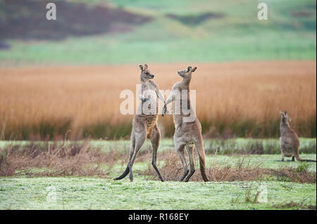 Orientale Canguro grigio (Macropus giganteus), i maschi combattere su un prato, grande Otway National Park, Victoria, Australia Foto Stock