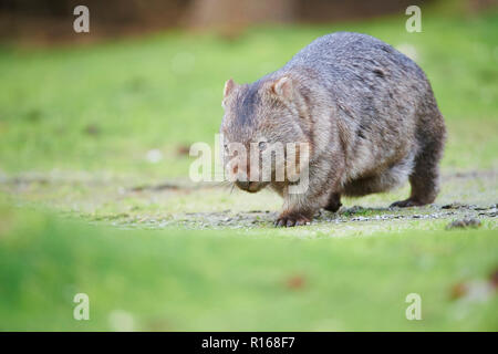 Wombat comune (Vombatus ursinus) su un prato, Wilson Promontorio del National Park, Victoria, Australia Foto Stock