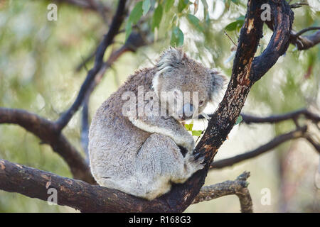 Koala (Phascolarctos cinereus) seduto su un albero di bambù, grande Otway National Park, Victoria, Australia Foto Stock