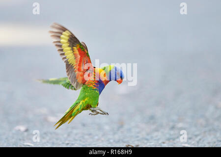 Rainbow lorikeet (Trichoglossus moluccanus) lo sbarco in volo sulla spiaggia di ciottoli, Victoria, Australia Foto Stock