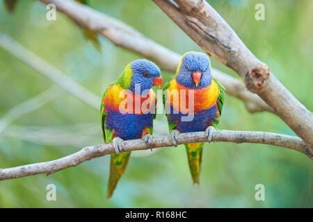 Rainbow parrocchetti (Trichoglossus moluccanus) seduto in un albero, una spiaggia di ciottoli, Victoria, Australia Foto Stock