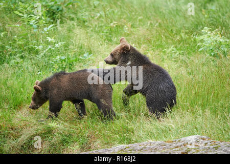 Due Eurasian l'orso bruno (Ursus arctos arctos), giovani animali in un prato, Parco Nazionale della Foresta Bavarese, Baviera, Germania Foto Stock