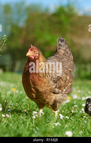 Carne di pollo (Gallus gallus domesticus), Gallina su un prato, Baviera, Germania Foto Stock